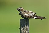 Common Nighthawk